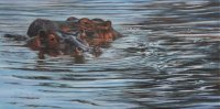 10-or-20-hippos-10x20 oil 10-or-20-hippos-10x20 oil