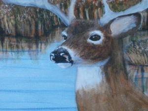 Wildlife Paintings of Alberta