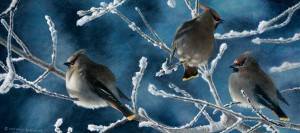 Bird Paintings in Alberta Canada 						
