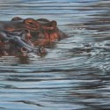 10-or-20-hippos-72-dpi-my-photo
