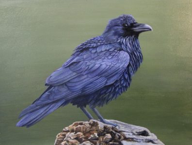 Raven study-9x12