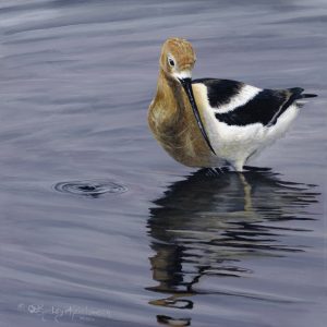 Elegance an american avocet wading
