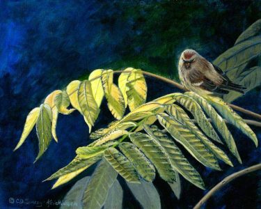Hoary redpoll butternut-9x12
