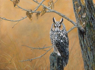 Long earred owl-9x12