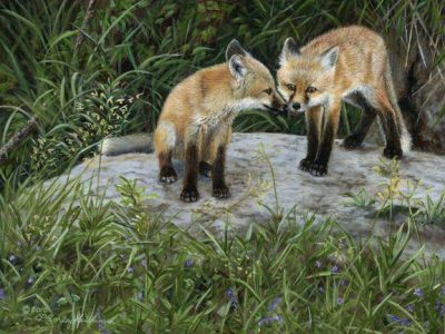 Two young foxes on a rock