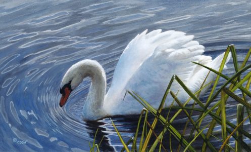 Afternoon Glide - 12x6