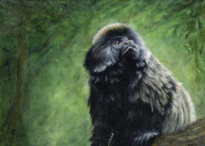 Geoldi's Monkey - 5x7