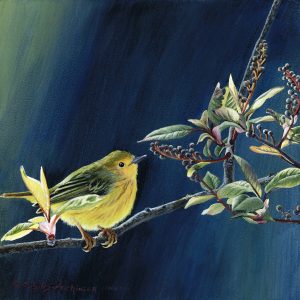 Yellow Warbler - 8x8 Acrylic